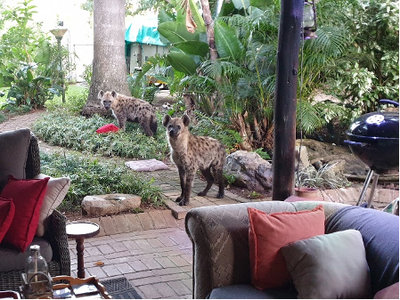 Turbo Vellies vs Hyena Jim Green Footwear 